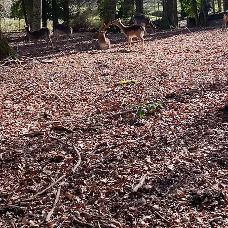 Vieste Holiday Apartman